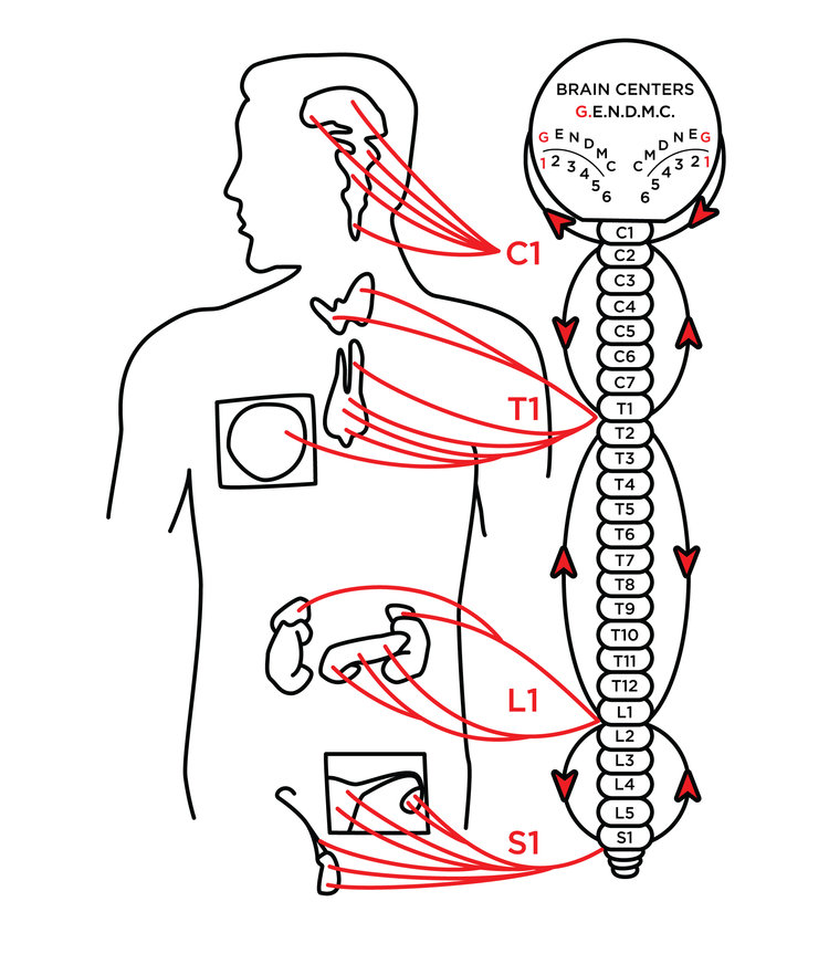 Zone Technique Sharp Chiropractic Associates